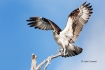 Birds-of-Prey;Breeding-Plumage;Flying-Bird;Osprey;Pandion-haliaetus;action;activ